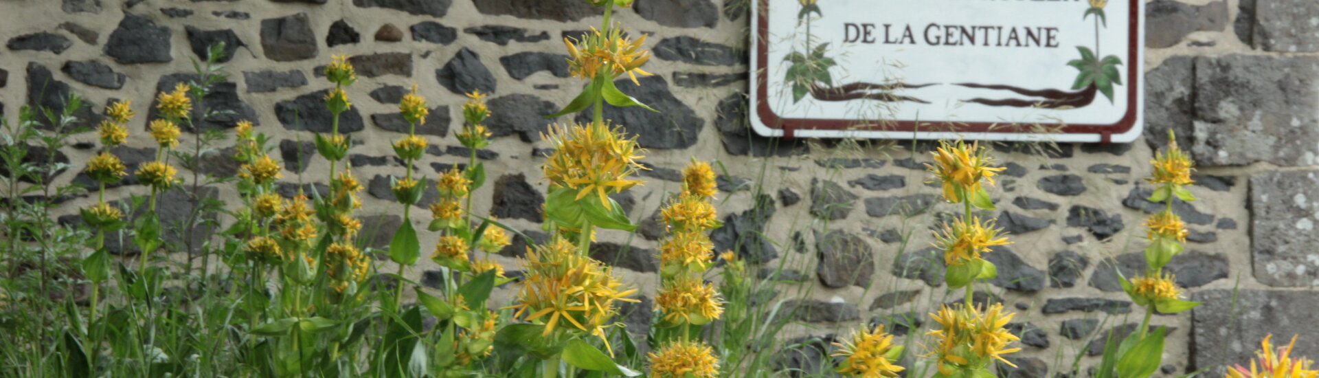 Picherande Gentiane Village Européen Auvergne